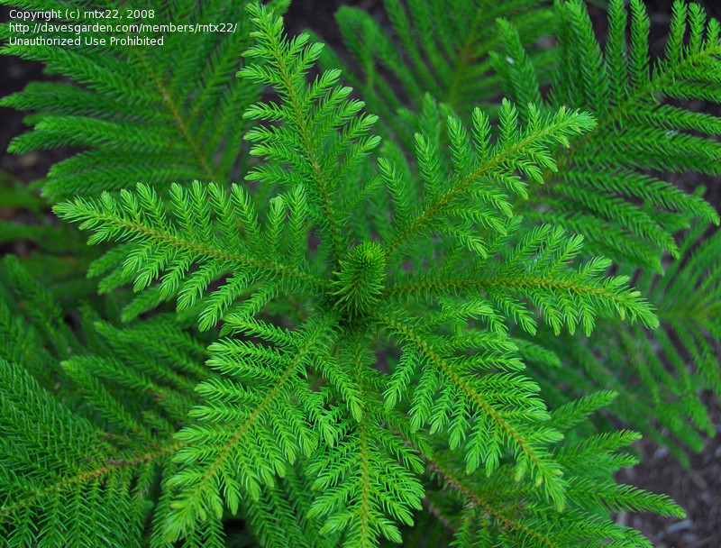 Norfolk Island Pine